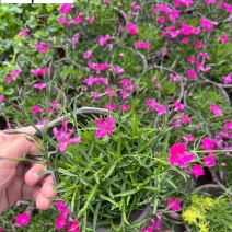 成都石竹杯苗批发欧石竹基地批发价格花期长量大价优