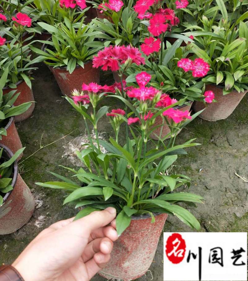 成都石竹杯苗批发欧石竹基地批发价格花期长量大价优