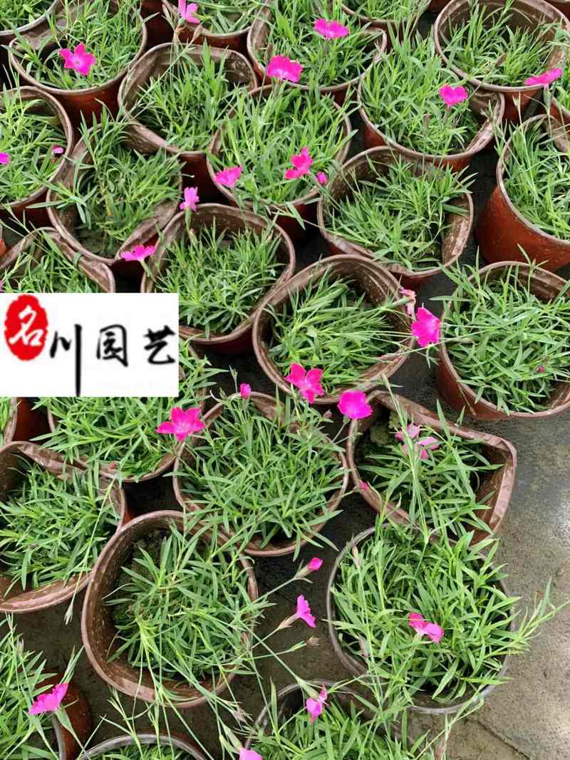 成都石竹杯苗批发欧石竹基地批发价格花期长量大价优