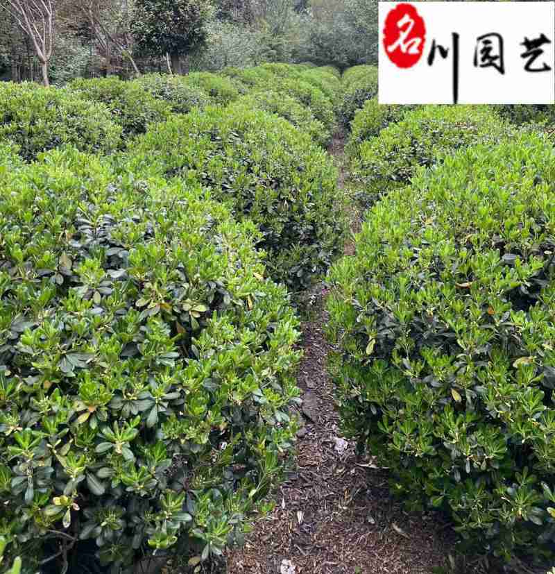 四川海桐球基地产地80-160公分海桐球价格量大价优