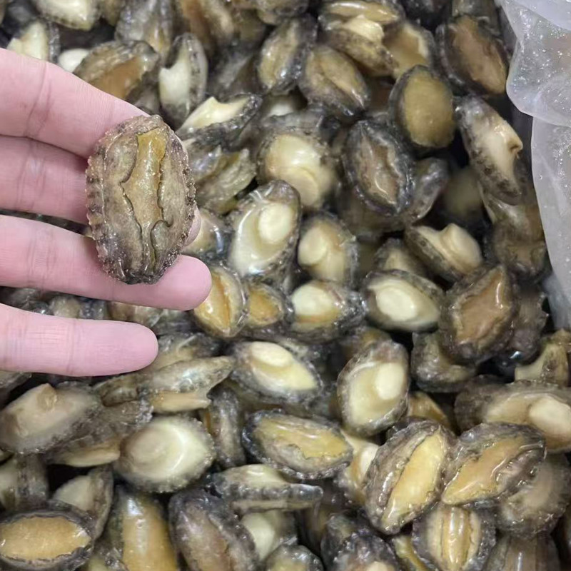 鲍鱼肉【鲍鱼厂家】佛跳墙炖盅食材供应80-100头批发
