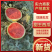 山东西瓜精品甜王西瓜大量上市产地直供糖度高口感好