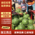 甜王西瓜京欣西瓜山东西瓜产地一手货源糖度高质量三包