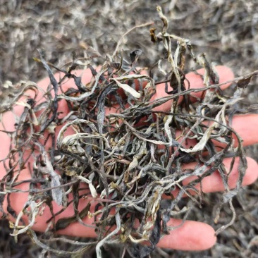 古树普洱茶千年古树茶可零售对接线下市场和电商