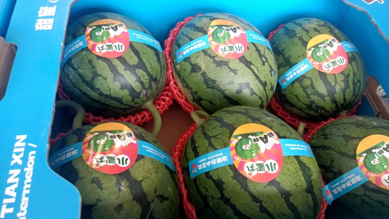 砀山小糖丸大量上市，全国发货，量大从优，欢迎致电