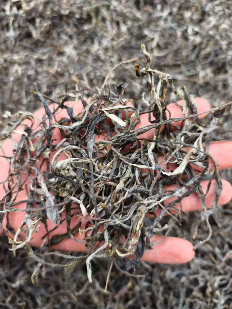 千年古树普洱茶可批发可零售对接线下市场和电商