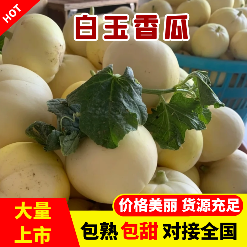 精品小白瓜，安阳产区直发，白玉香瓜大量供应，货源充足。