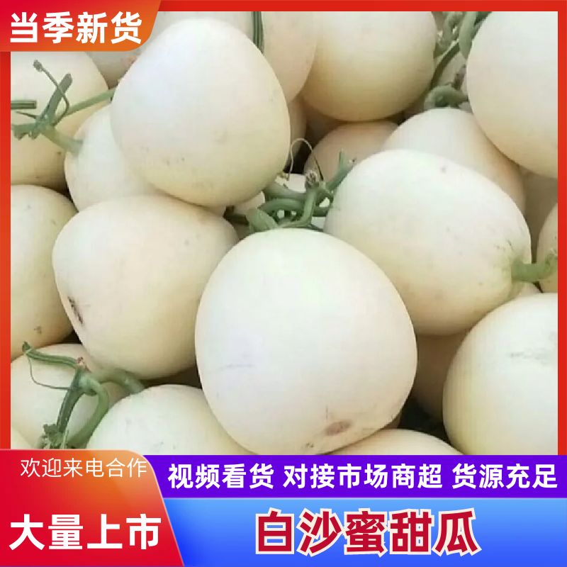 精品安阳小白瓜，白沙蜜甜瓜，货源充足，产地直发