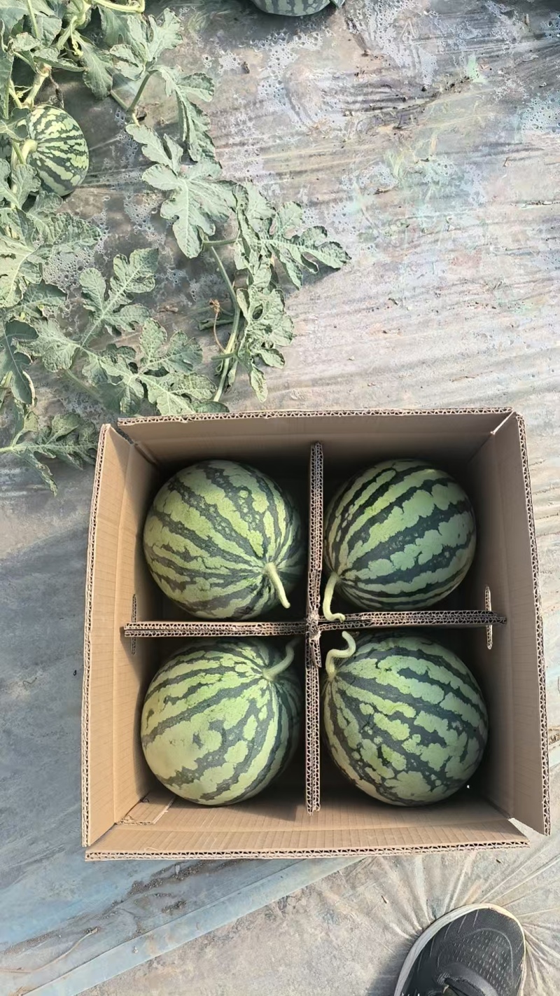 陕西美都，金王，小糖丸西瓜，大量上市，价格优惠