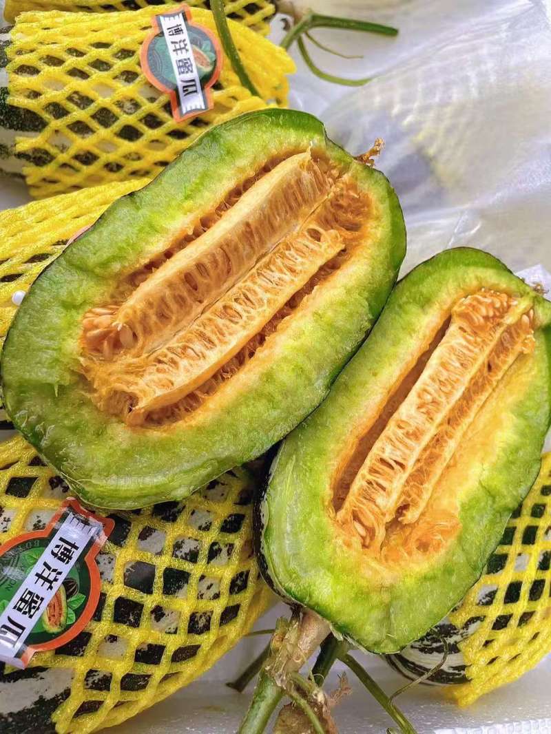 博洋9号甜瓜博洋甜瓜博洋系列甜瓜都有基地直发运输便利