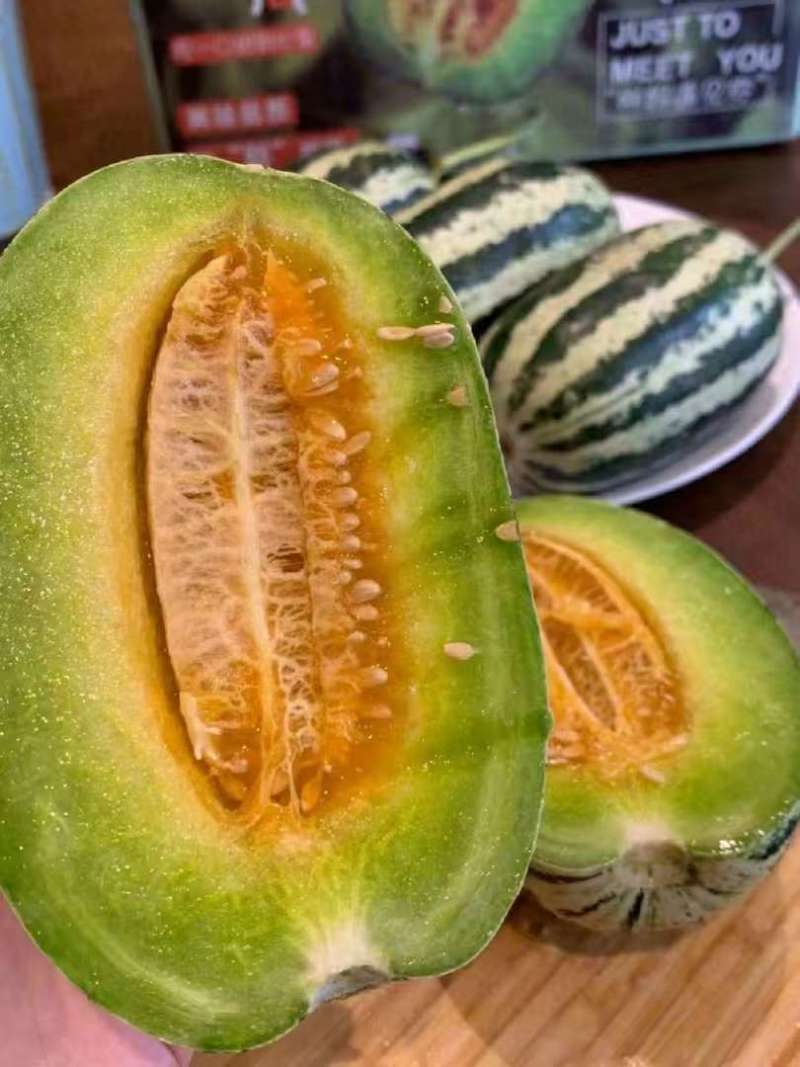博洋9号甜瓜博洋甜瓜博洋系列甜瓜都有基地直发运输便利
