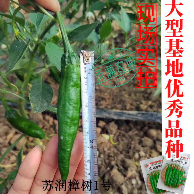 苏润樟树1号辣椒种子早熟杂交高品质正宗樟树港辣椒短羊角