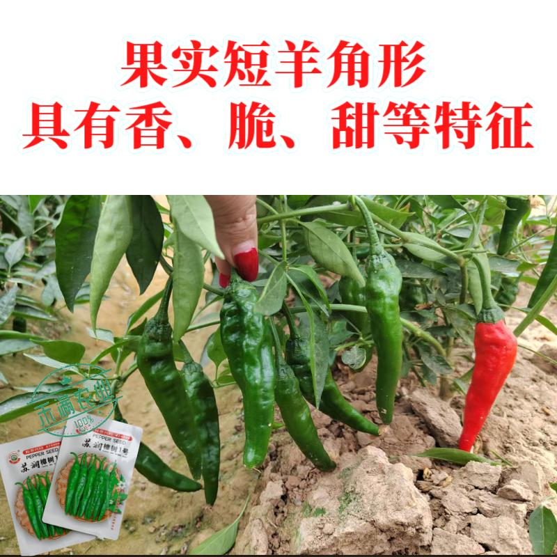 苏润樟树1号辣椒种子早熟杂交高品质正宗樟树港辣椒短羊角