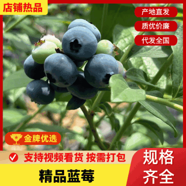 莱克西F6L25奥尼尔蓝莓规格齐全量大