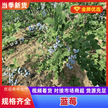 莱克希蓝莓F6蓝莓L25蓝莓花香蓝莓基地直发大吨位供应
