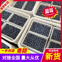 莱克希蓝莓F6蓝莓L25蓝莓花香蓝莓欢迎实地考察电商批发商超