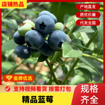 精品山东蓝莓em蓝莓奥尼尔蓝莓品种规格齐全欢迎咨询合作