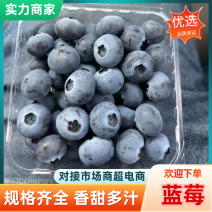 山东蓝莓em蓝莓奥尼尔蓝莓大量现货常年供应市场批发