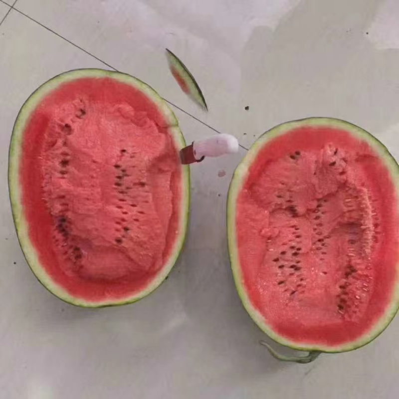 精品山东潍坊甜王西瓜个大皮薄产地直供甜度高货源充足欢迎