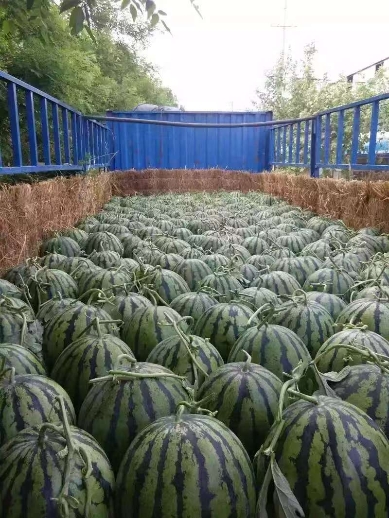 精品山东潍坊甜王西瓜个大皮薄产地直供甜度高货源充足欢迎