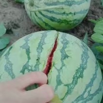 无籽麒麟西瓜一手货源量大价优，脆甜多汁可视频看货代发全国