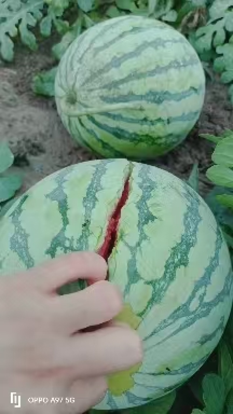 无籽麒麟西瓜一手货源量大价优，脆甜多汁可视频看货代发全国