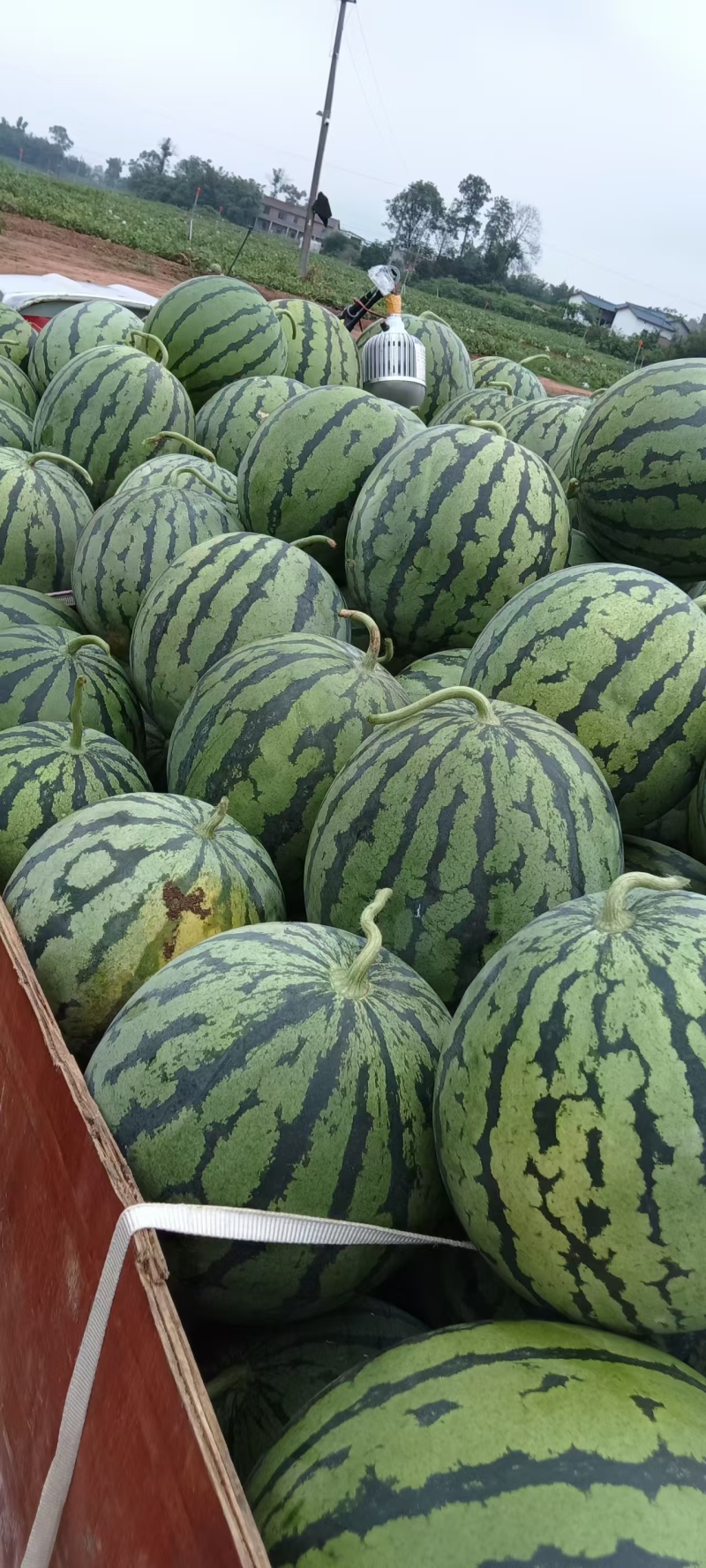 无籽麒麟西瓜一手货源量大价优，脆甜多汁可视频看货代发全国