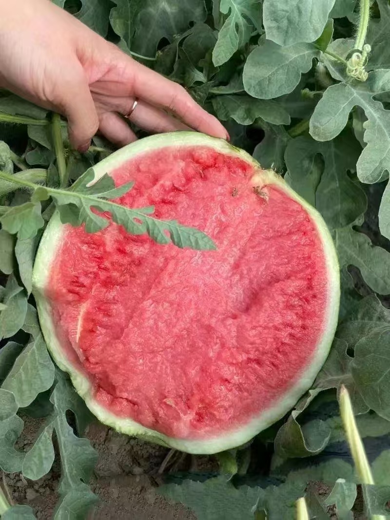 无籽麒麟西瓜一手货源量大价优，脆甜多汁可视频看货代发全国