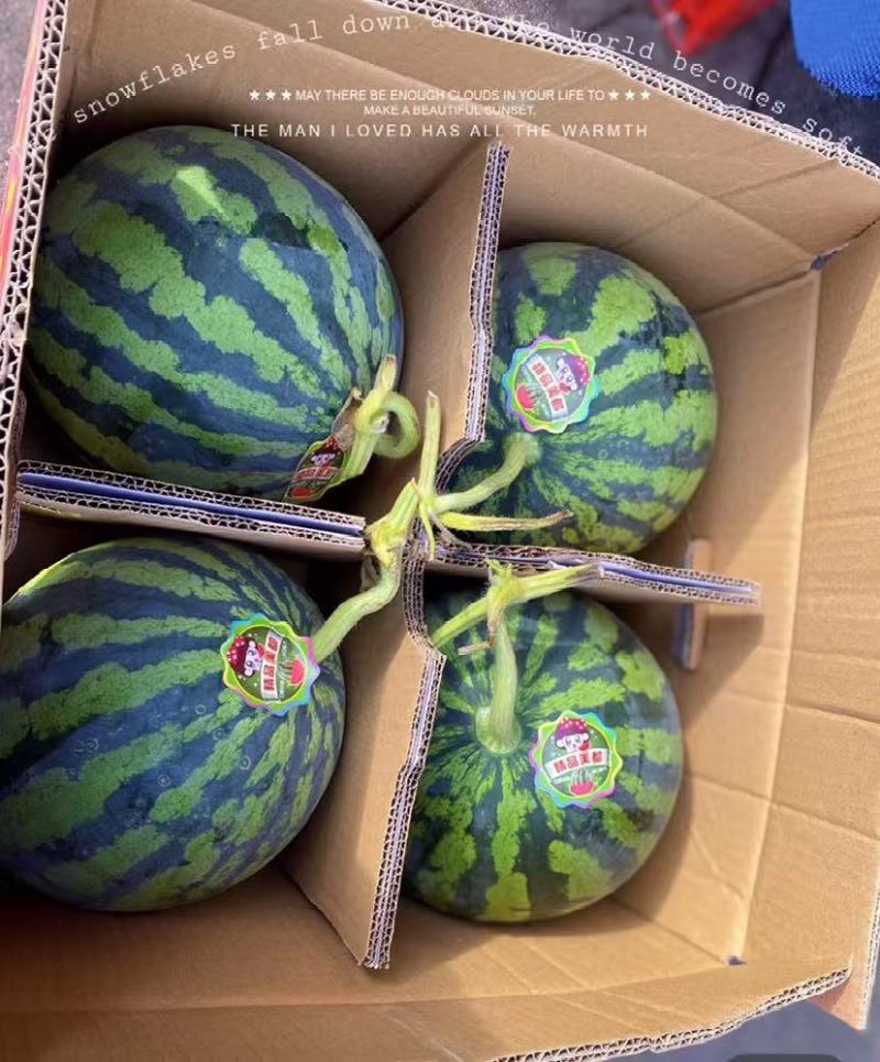 《精选》美都西瓜江苏西瓜大量上市包熟包甜量大从优