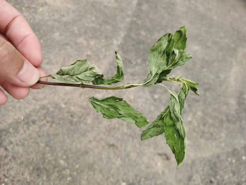 薄荷、中药材干货大量上市价格优惠支持视频看货欢迎来电