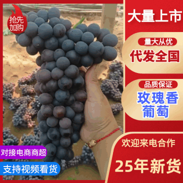 玫瑰香葡萄大量供货新鲜采摘品质上乘欢迎来电洽谈