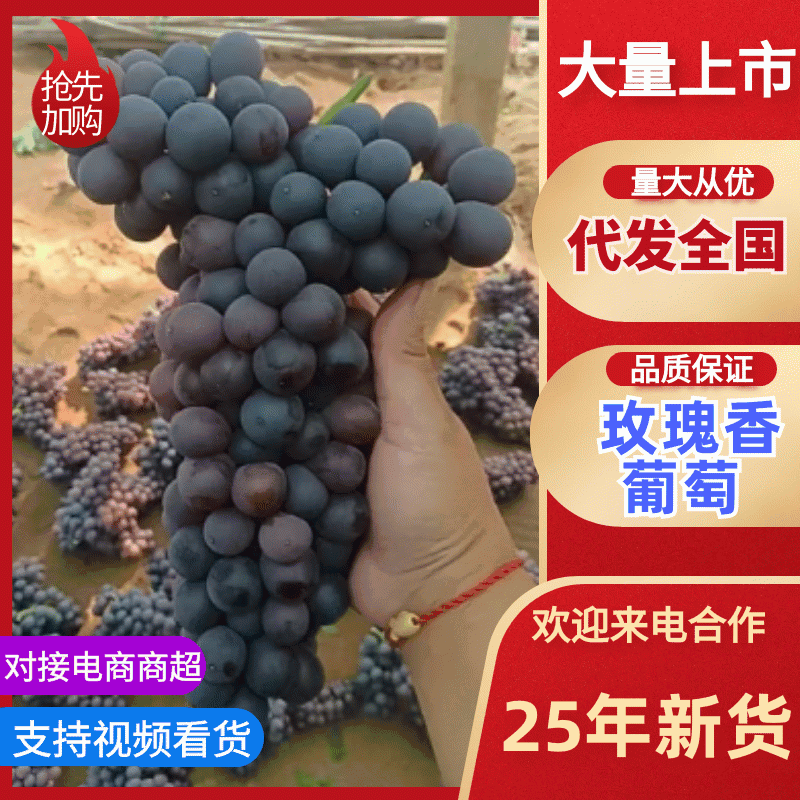 玫瑰香葡萄大量供货新鲜采摘品质上乘欢迎来电洽谈