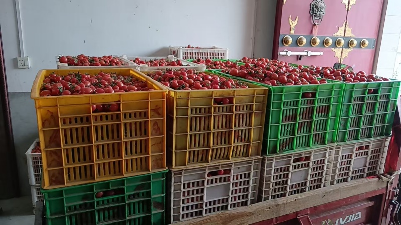 陕西渭南正规货源圣女果长期供货量大优惠，欢迎咨询