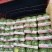 河南精品无籽美都西瓜8424西瓜产地直发皮薄多汁包熟包甜