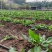 食叶草福建晋江基地直供质量保证一手货源欢迎订购