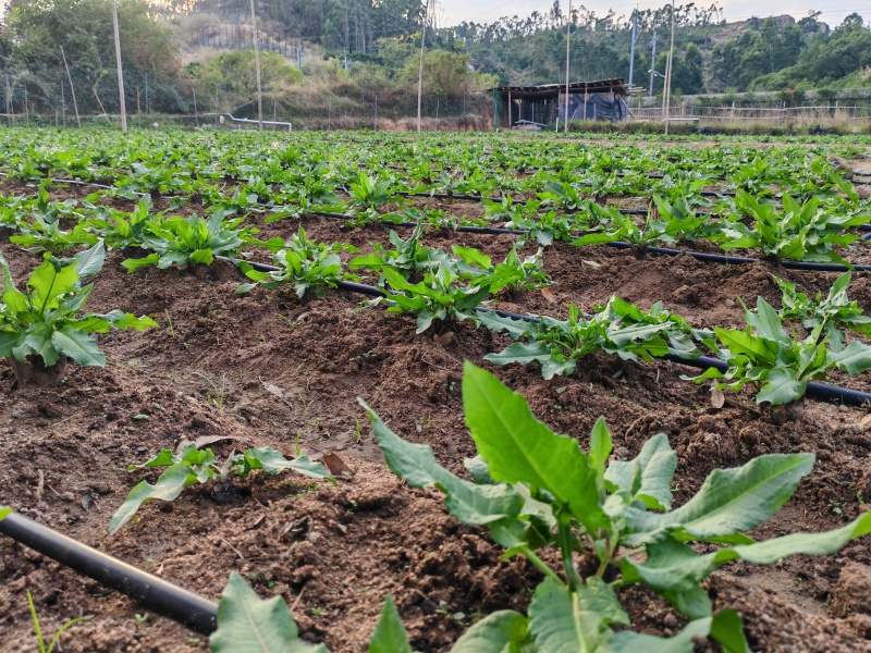 食叶草福建晋江基地直供质量保证一手货源欢迎订购