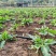 食叶草福建晋江基地直供质量保证一手货源欢迎订购