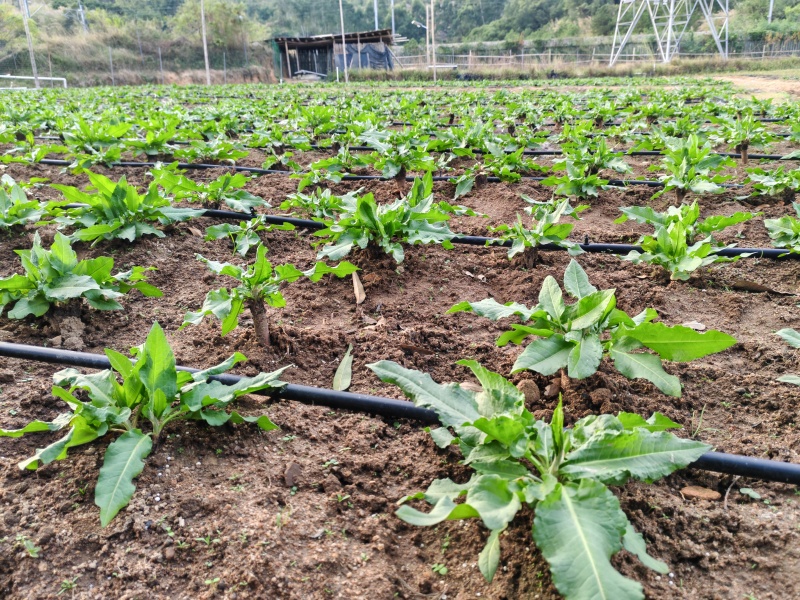 食叶草福建晋江基地直供质量保证一手货源欢迎订购