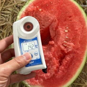 陕西甘美4K西瓜(热卖推荐)一手货源现摘现发可视频看货
