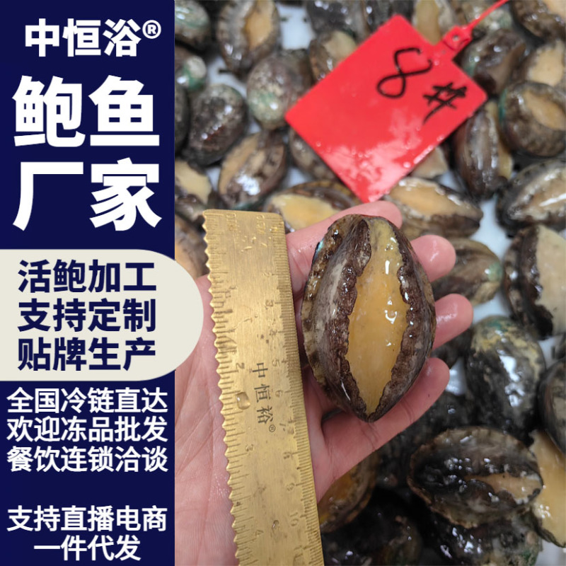 活冻鲍鱼8头大鲍鱼红烧切片佛跳墙材料供应酒店餐厅冻品批发