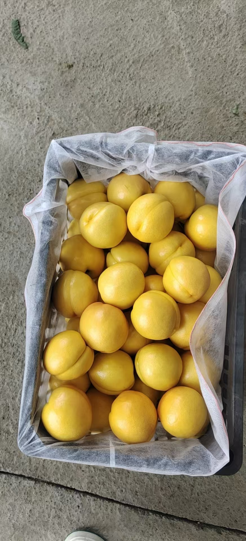 山东临沂蒙阴县黄金油桃大量上市口感清脆欢迎选购