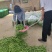 精品青碗豆颗粒饱满万亩基基地直发量大从优欢迎订购