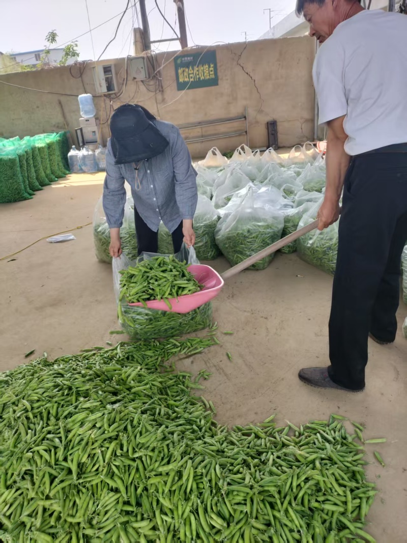 精品青碗豆颗粒饱满万亩基基地直发量大从优欢迎订购