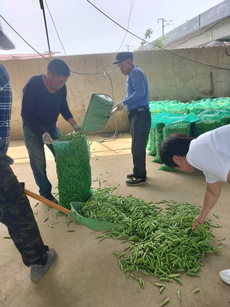 精品青碗豆颗粒饱满万亩基基地直发量大从优欢迎订购