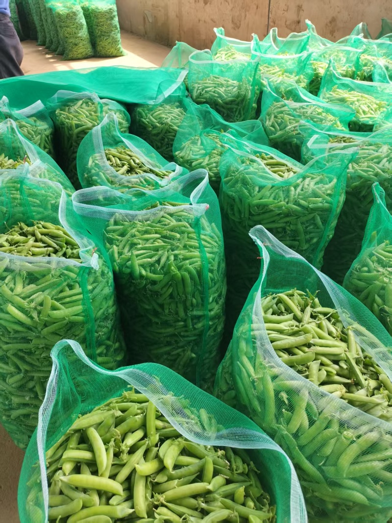 精品青碗豆颗粒饱满万亩基基地直发量大从优欢迎订购