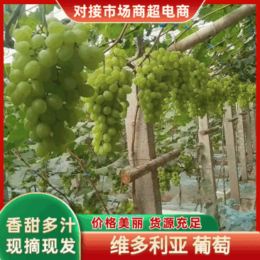 河北精品维多利亚葡萄维多利亚青提无籽新货甜度高