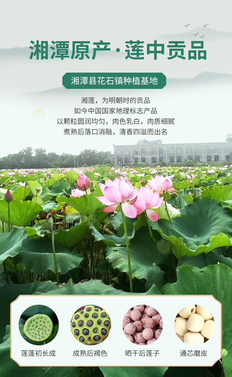 湖南湘潭去芯磨皮小白莲厂家直供支持一件代发