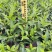 夜来香盆栽花卉室内客厅四季开花驱蚊植物室外庭院好养九里香