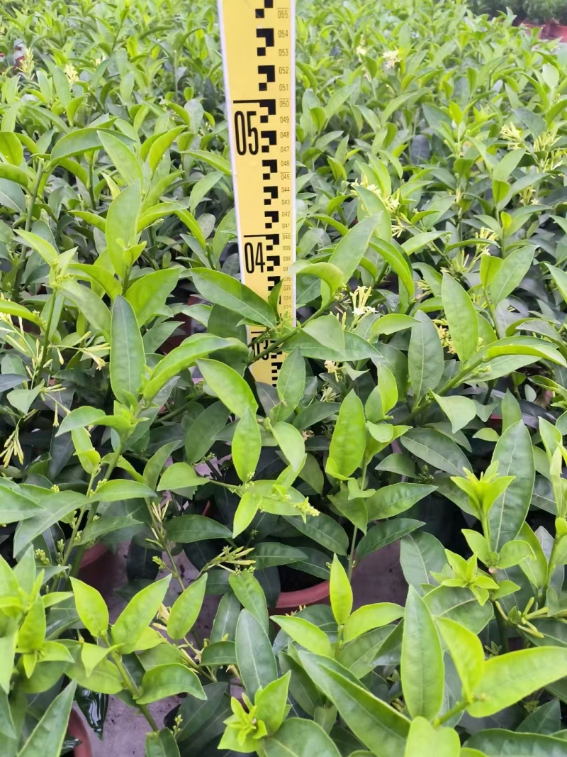 夜来香盆栽花卉室内客厅四季开花驱蚊植物室外庭院好养九里香