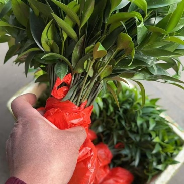 驱蚊竹柏苗产地大量现货供应，规格齐全，根系发达品质保障